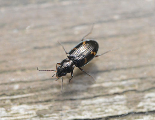 Bembidion obliquum - Donkere venpriemkever