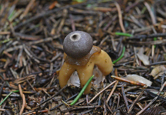 Vierslippige aardster