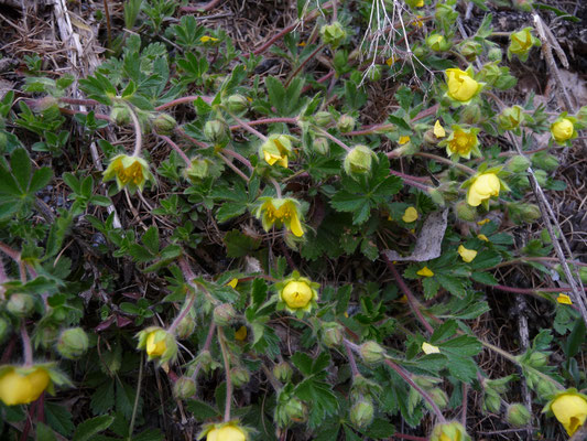 Potentilla crantzii