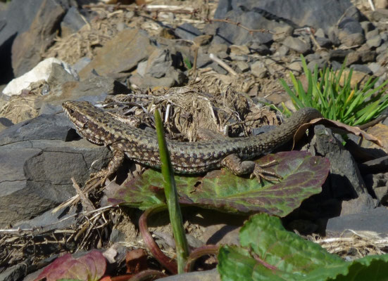 Podarcis muralis