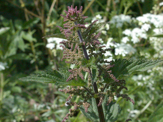 Urtica dioica  Grote brandnetel