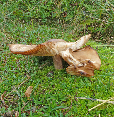 Melanoleuca grammopodia - Streepsteelveldridderzwam