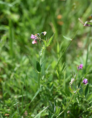 Lathyrus linifolius - Knollathyrus
