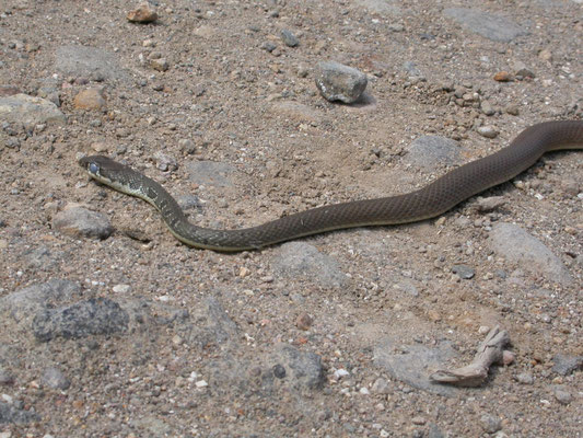 slanke toornslang (Platyceps najadum)