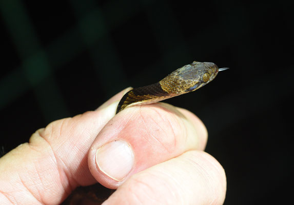 Leptodeira annulata annulata - Gewone Kattenoogslang