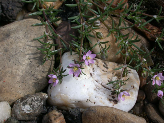 Spergularia rubra - Rode schijnspurrie