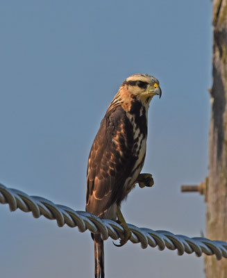 Gray-lined Hawk, juvenile