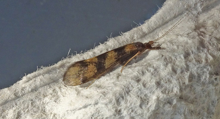 Mystacides longicornis - Drieband-zwartpalp