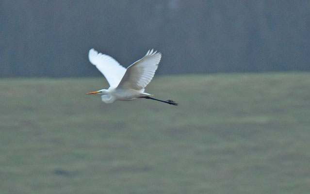 Grote zilverreiger