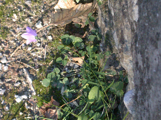 Campanula rotundifolia - Grasklokje