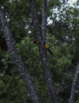 Regent Bowerbird