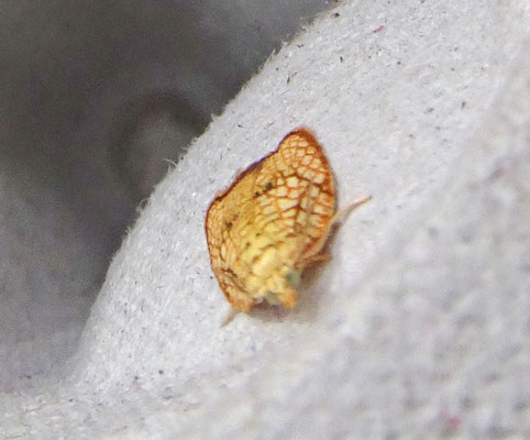 Acleris forsskaleana - Kleine boogbladroller