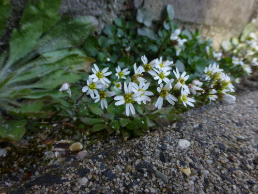 Erophila verna - Vroegeling