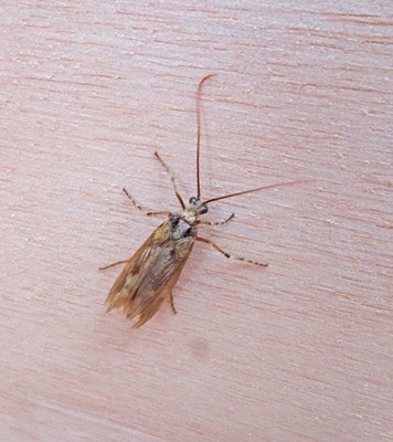 Limnephilus species
