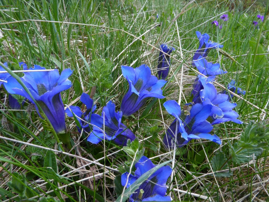 Koch's gentiaan (Gentiana acualis)