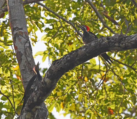 Lineated Woodpecker