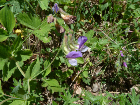 Lathyrus vernus - Voorjaarslathyrus