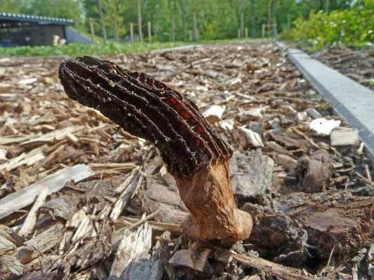 Morchella elata - Kegelmorielje