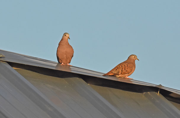 Ruddy Ground Dove