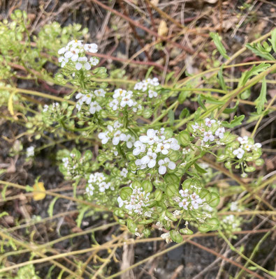 Iberis amara - Bittere scheefbloem