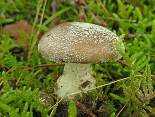 Amanita pantherina -Panteramaniet