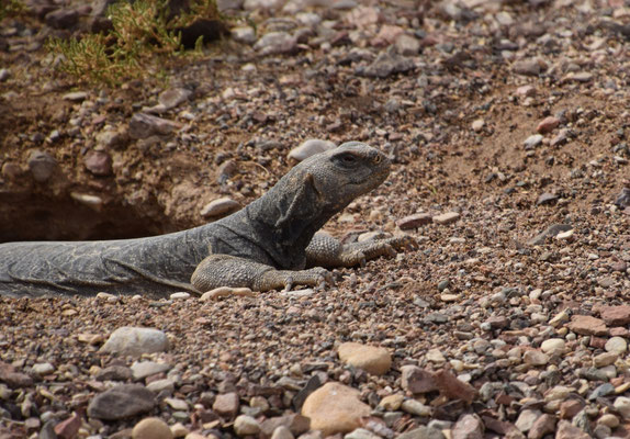 Uromastyx aegyptia