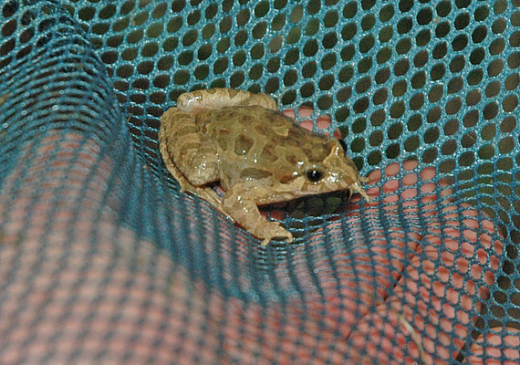 Discoglossus galganoi - West-Iberische schijftongkikker