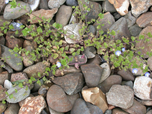 Veronica persica - Grote ereprijs