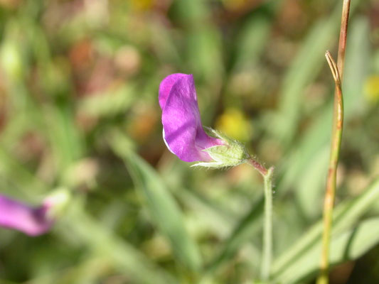 Lathyrus hirsutus - Ruige lathyrus
