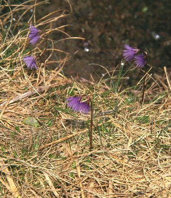 Soldanella alpina - Allpenkwastjesbloem