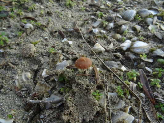 Simocybe maritima - Duinmatkopje