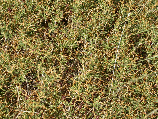 Euphorbia acanthothamnos
