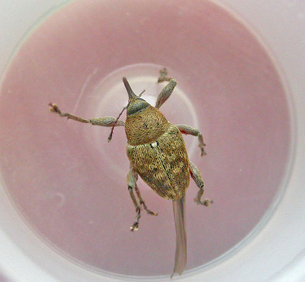 Curculio glandium - Kleine eikelboorder