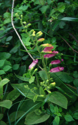 Digitalis thapsi