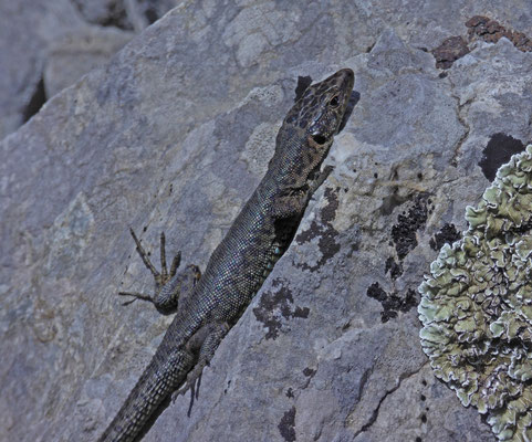 Mosor berghagedis (Dinarolacerta mosorensis)
