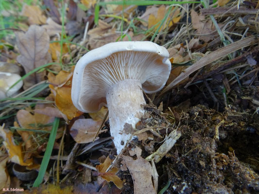 fijnplaatrussula, Nieuw-Amsterdam