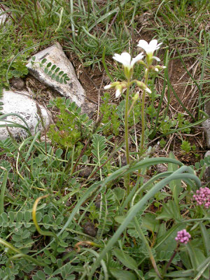 Saxifraga granulata - Knolsteenbreek