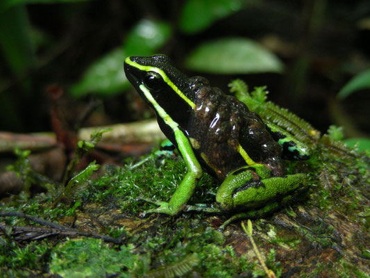 Ameerega (Epidedobates)  trivittata - Three-striped poison frog