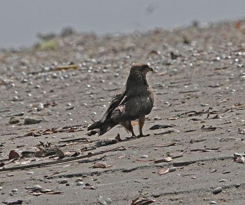 Milvus migrans parasiticus - Yellow-billed Kite