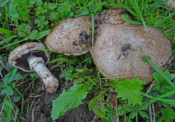 Agaricus subperonatus - Gordelchampignon