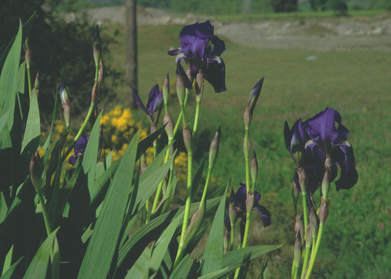 Iris germanica - Duitse lis