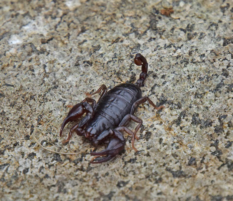 Euscorpius species