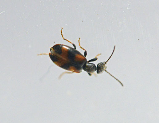 Anthicus antherinus - Bloemensnoerhalskever
