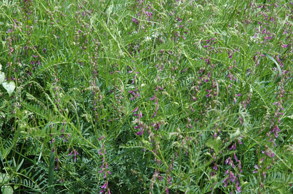 Vicia tenuifolia