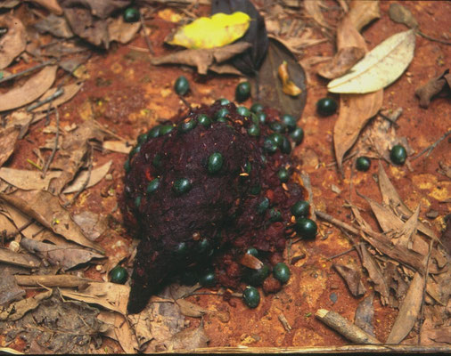 Uitwerpselen van Helmeted Cassowary