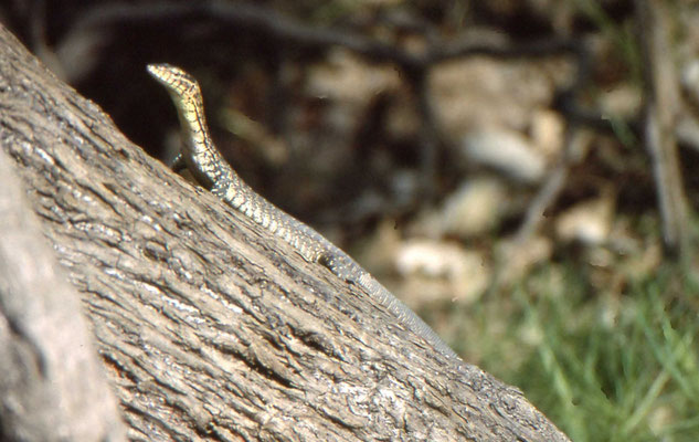 Varanus mitchelli - Mitchell's Water Monitor