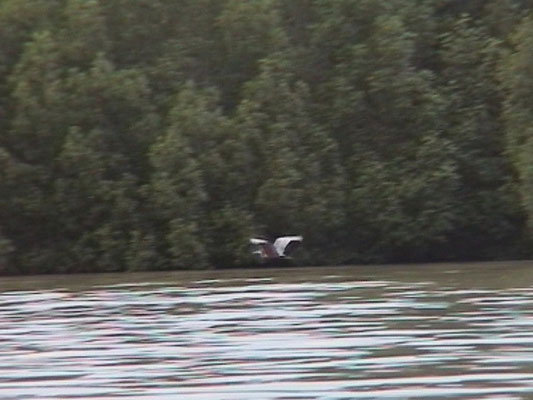 Goliath Heron