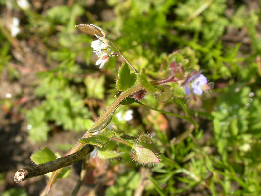 Veronica hederifolia hederifolia - Akker-klimopereprijs