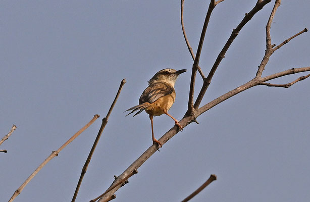 Prinia subflava - Tawny-flanked Prinia