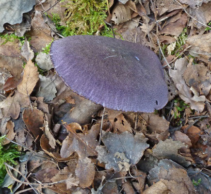 Cortinarius violaceus - Violette gordijnzwam